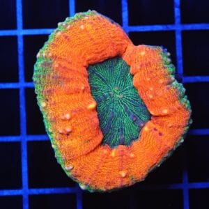 B95 -AUSSIE GOLD RUSH LOBO