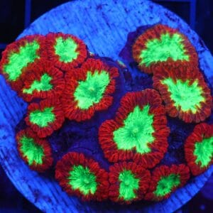 B55 -INDO CRIMSON GLOWLIGHT BLASTO LG