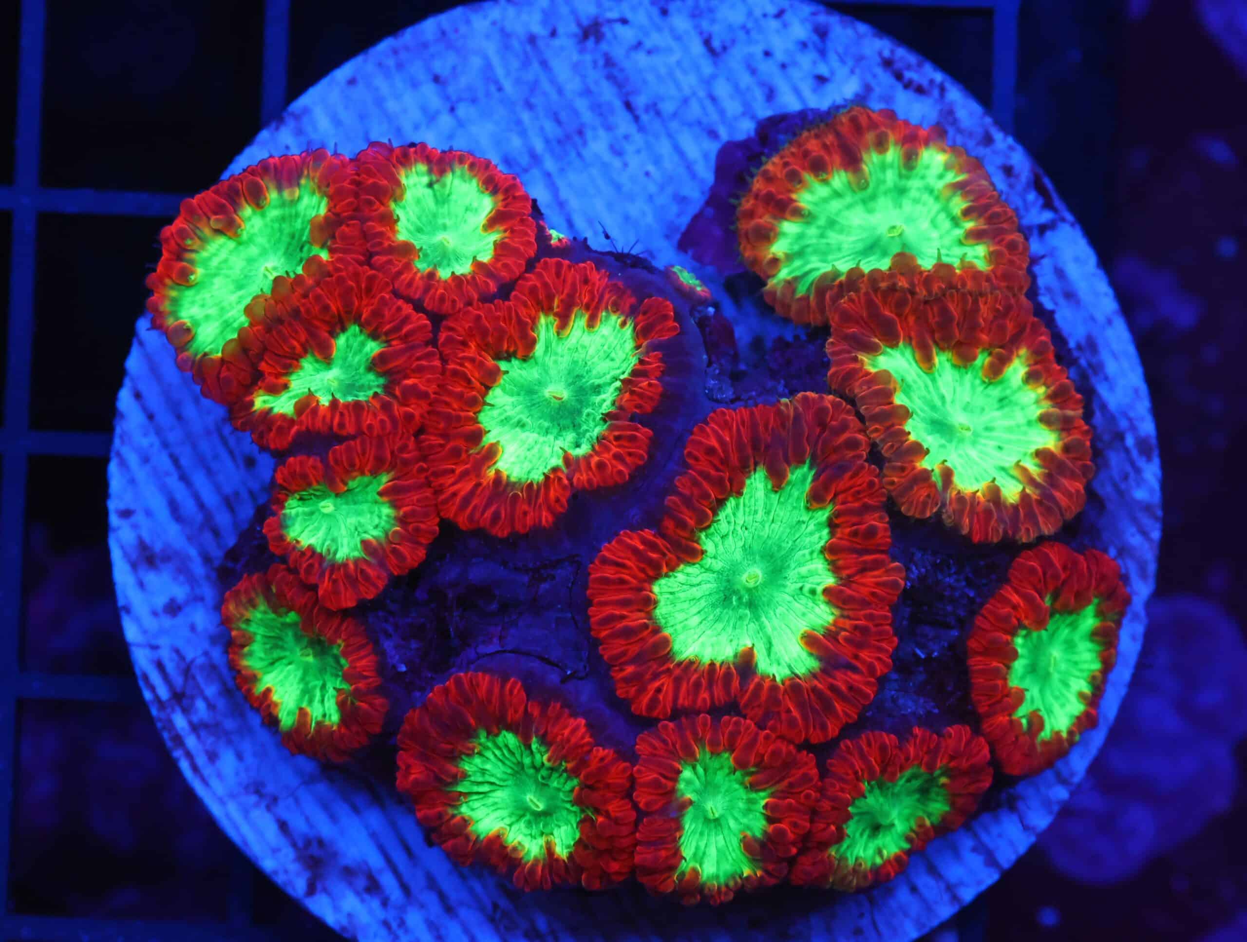 B55 -INDO CRIMSON GLOWLIGHT BLASTO LG
