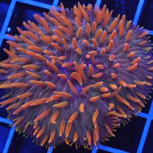 B83 -INDO FLAME TIP DIASERIS