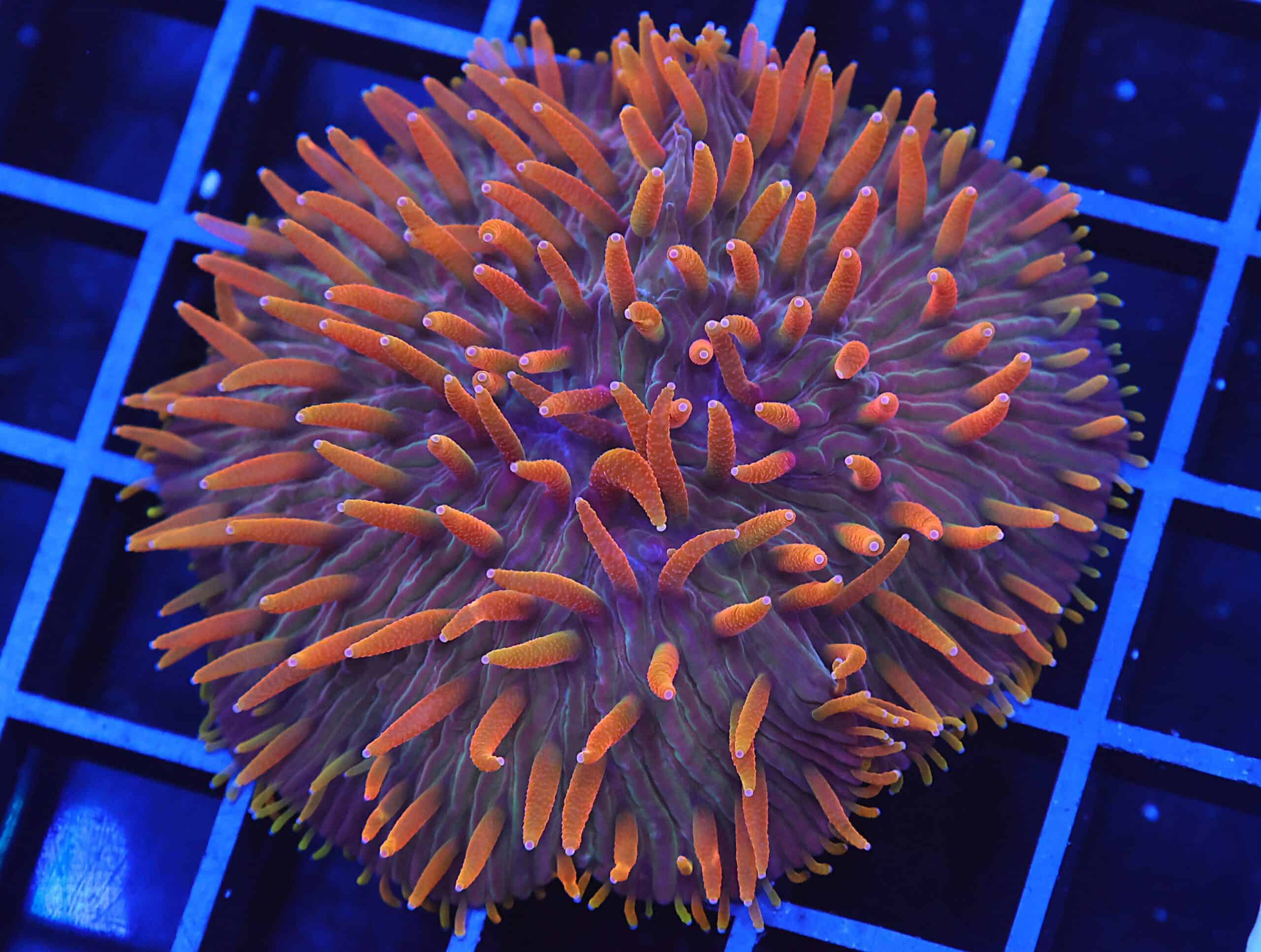 B83 -INDO FLAME TIP DIASERIS