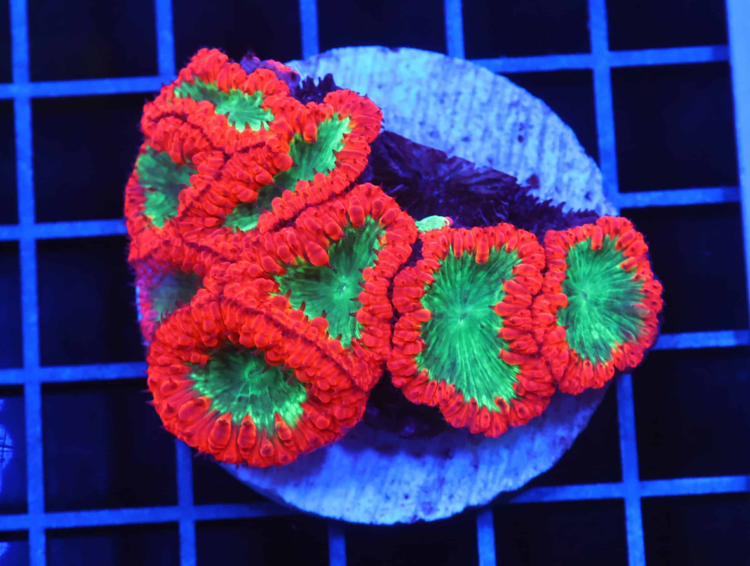 B96 -INDO CRIMSON GLOWLIGHT BLASTO LG