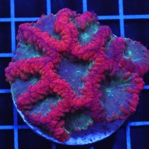 B98 -INDO RUBY RIM BLASTO LG