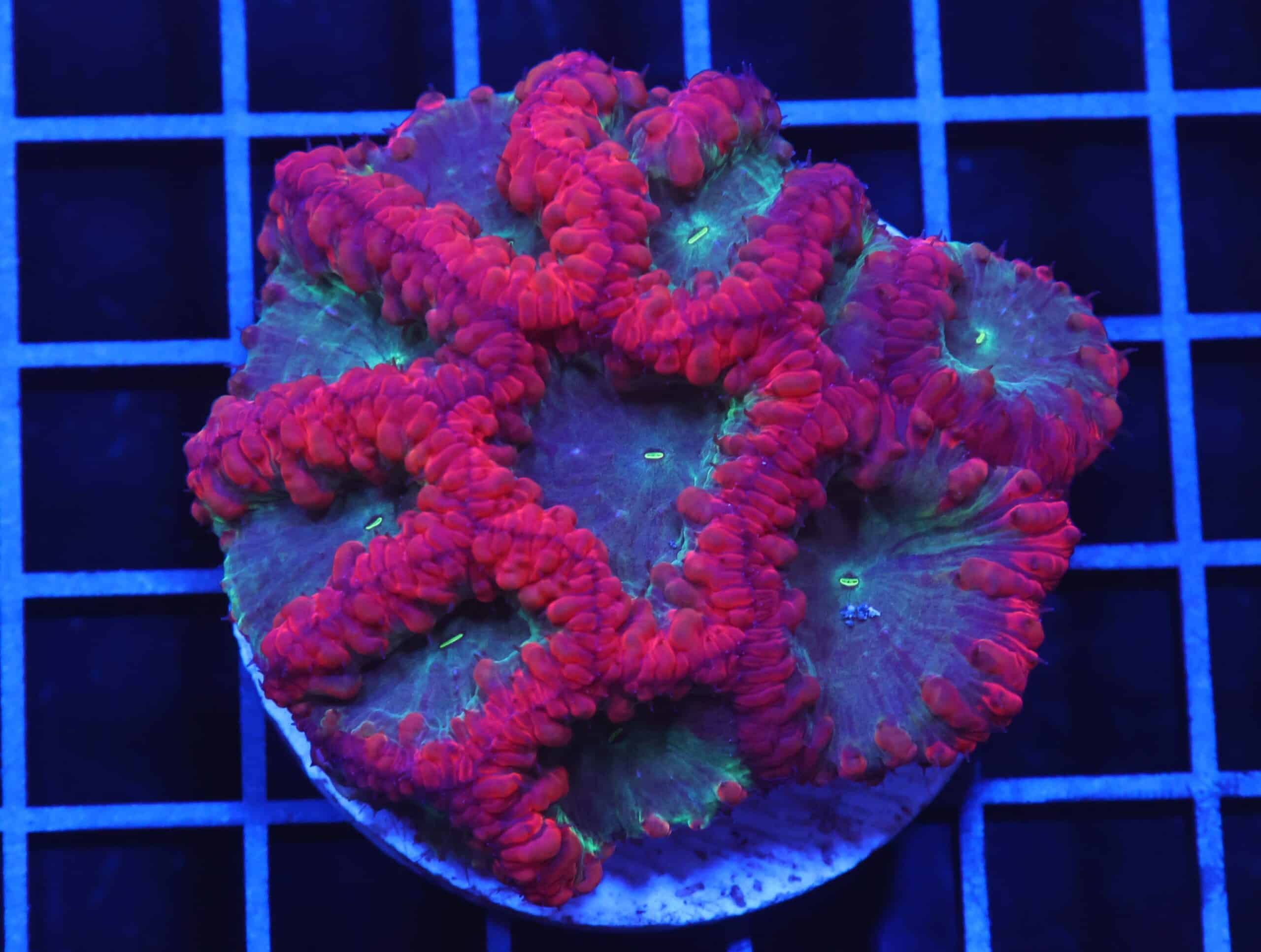 B98 -INDO RUBY RIM BLASTO LG