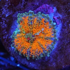 B51 -MALAYSIAN SUNSHINE RICORDEA MUSHROOM