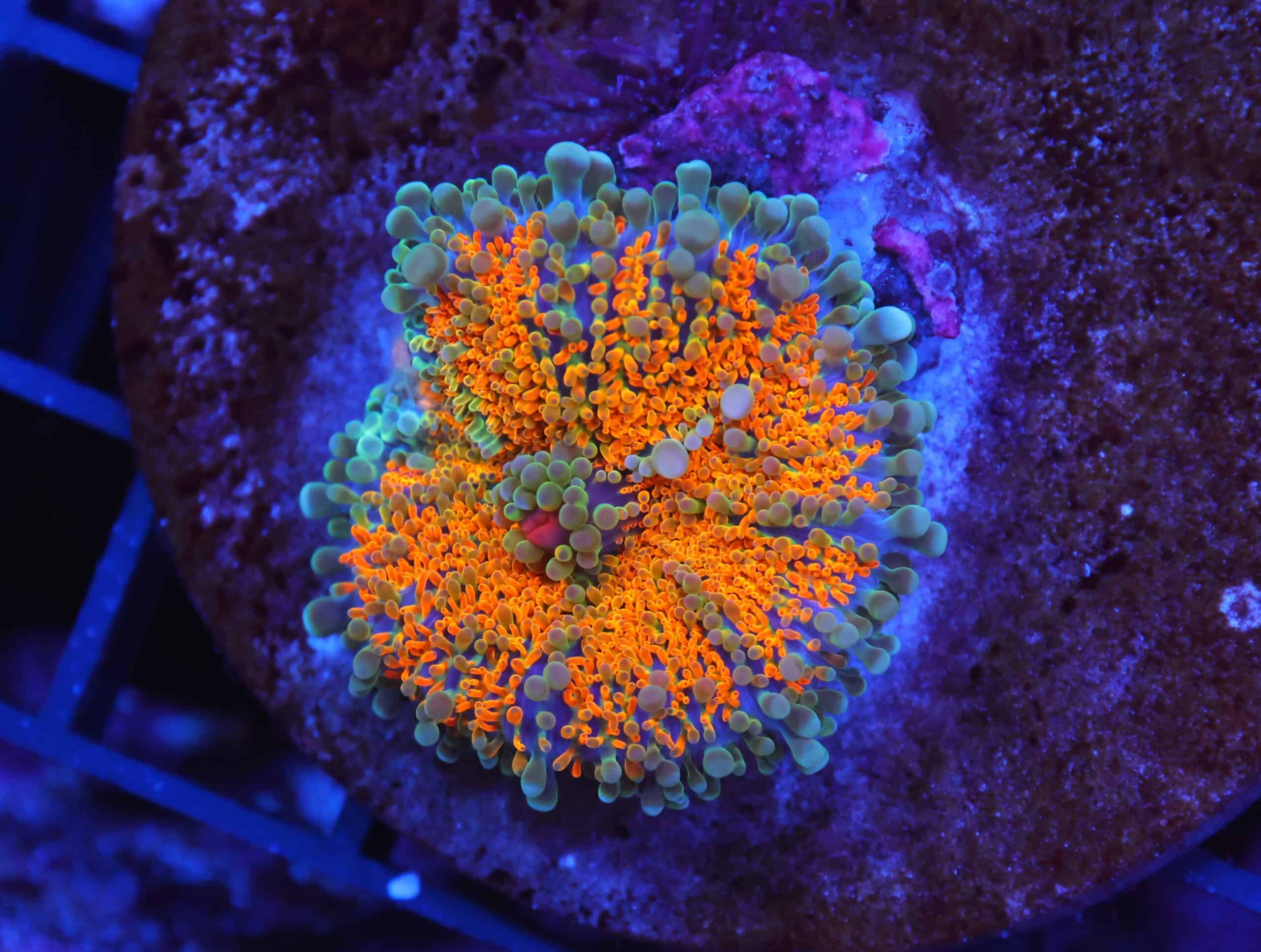 B51 -MALAYSIAN SUNSHINE RICORDEA MUSHROOM