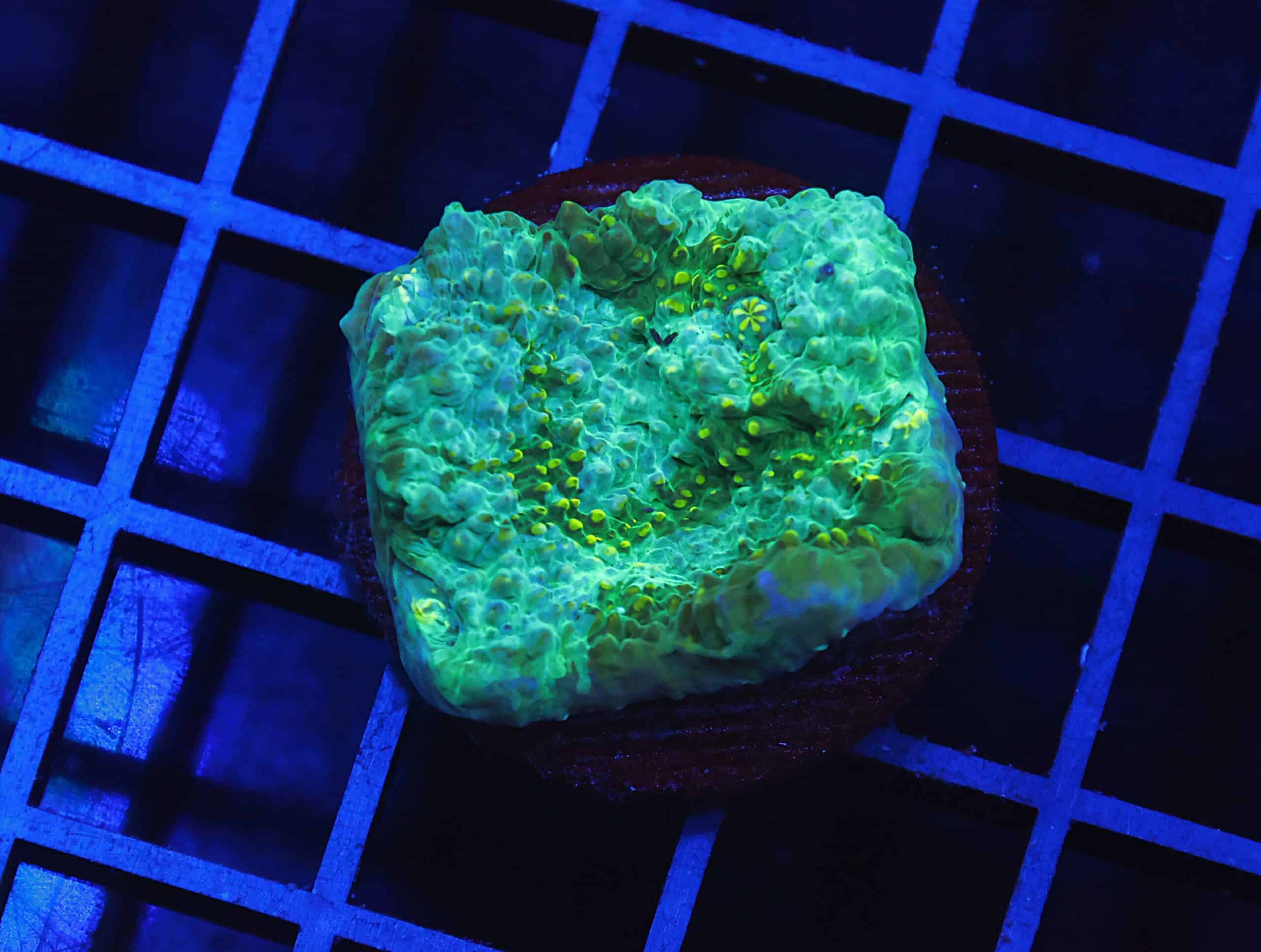 B58 -AUSSIE ALIEN GOO CHALICE CULTURED