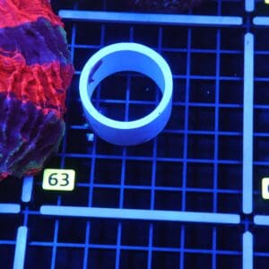 B63 -