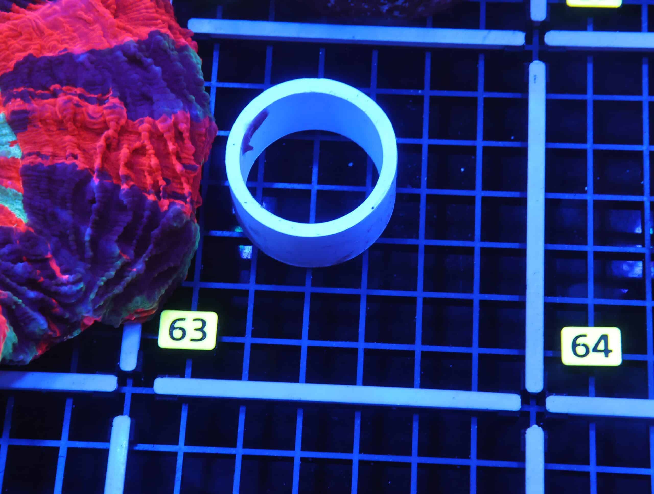 B63 -