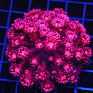 B66 -INDO HOT PINK GONIOPORA