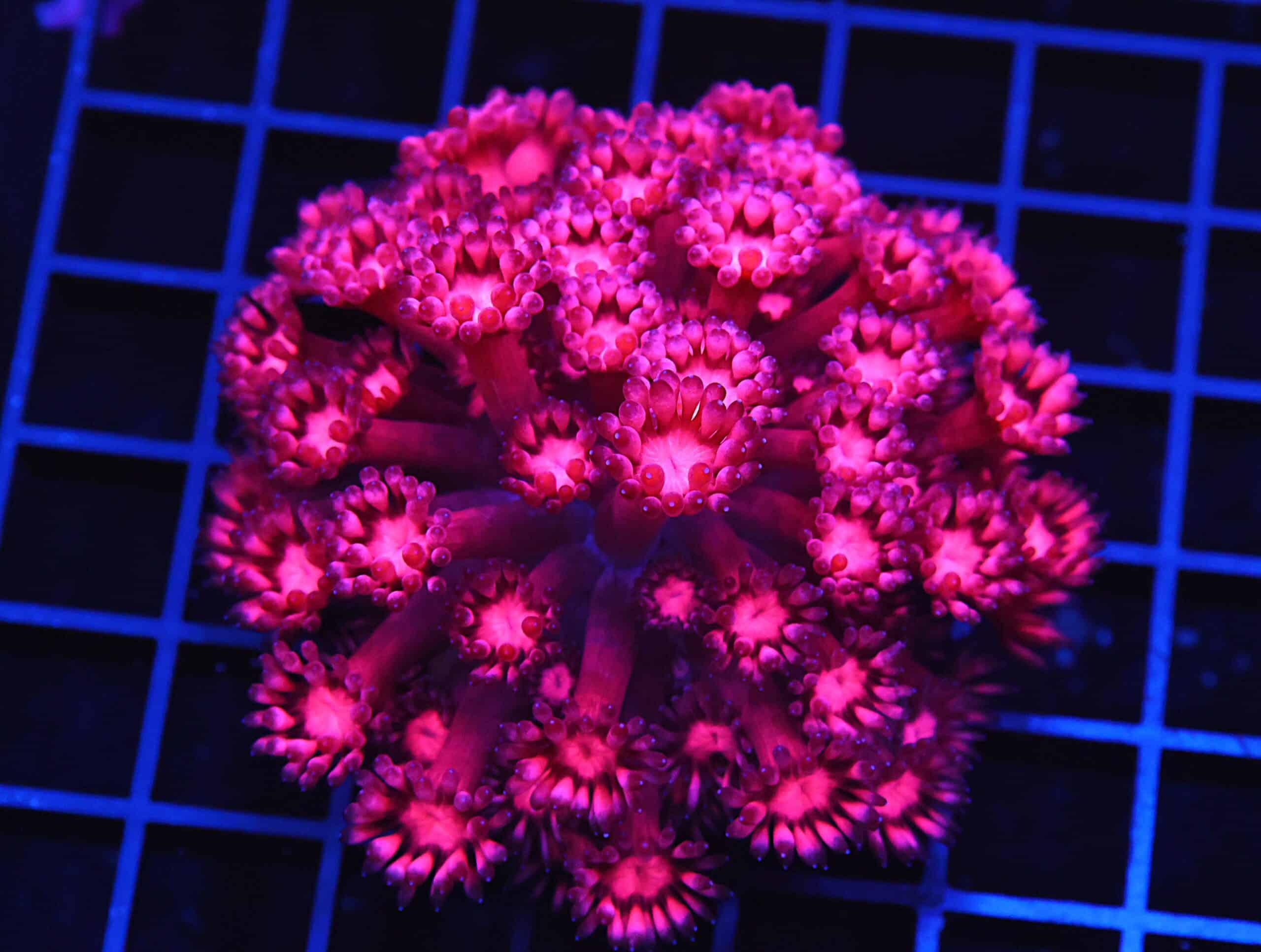 B66 -INDO HOT PINK GONIOPORA