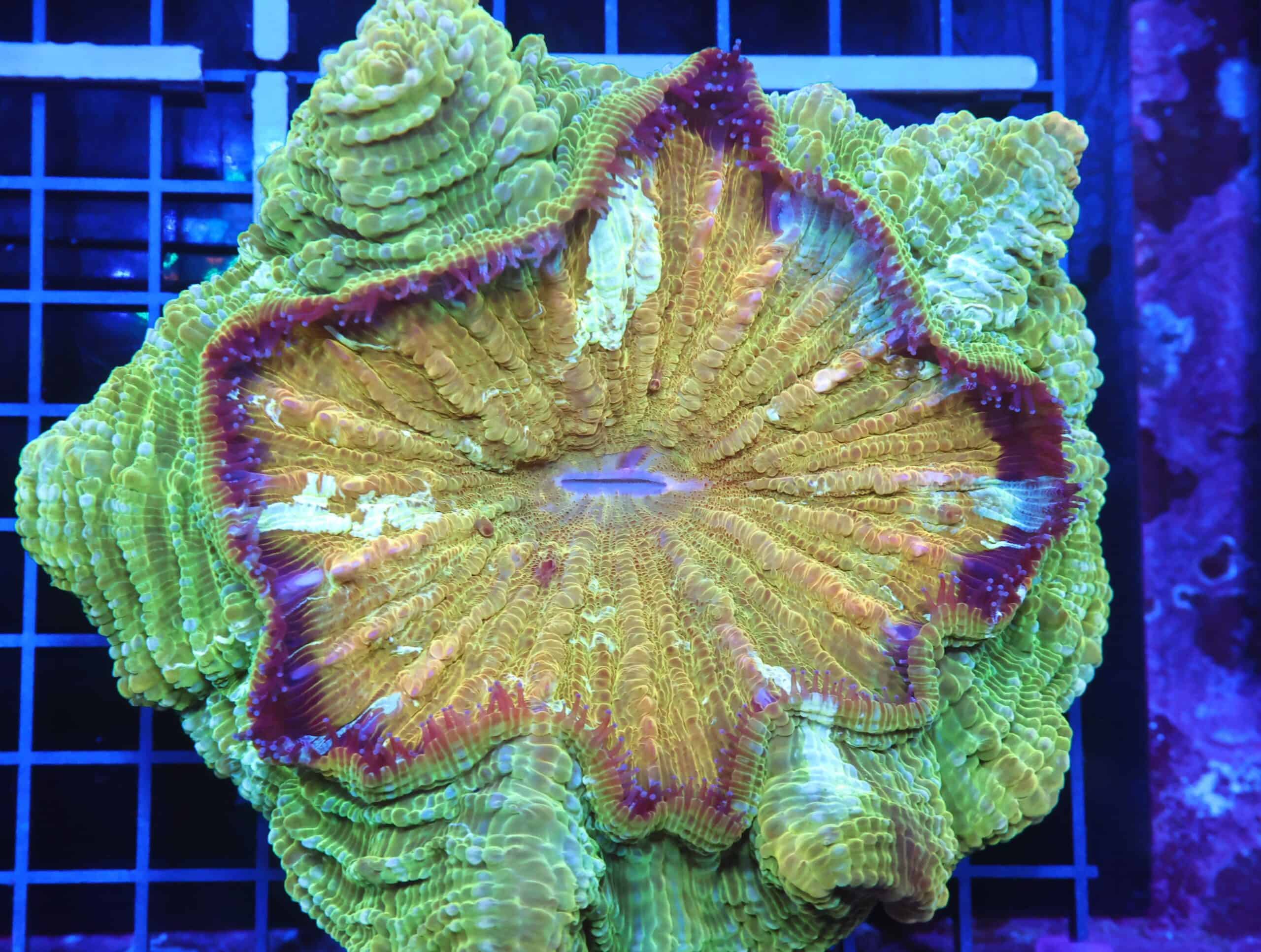 B86 -INDO POT OF GOLD ACANTHOPHYLLIA