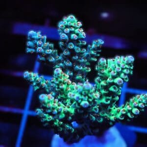 C123 - SDC ACROPORA ASST. PREMIUM CULTURED XX FRAG