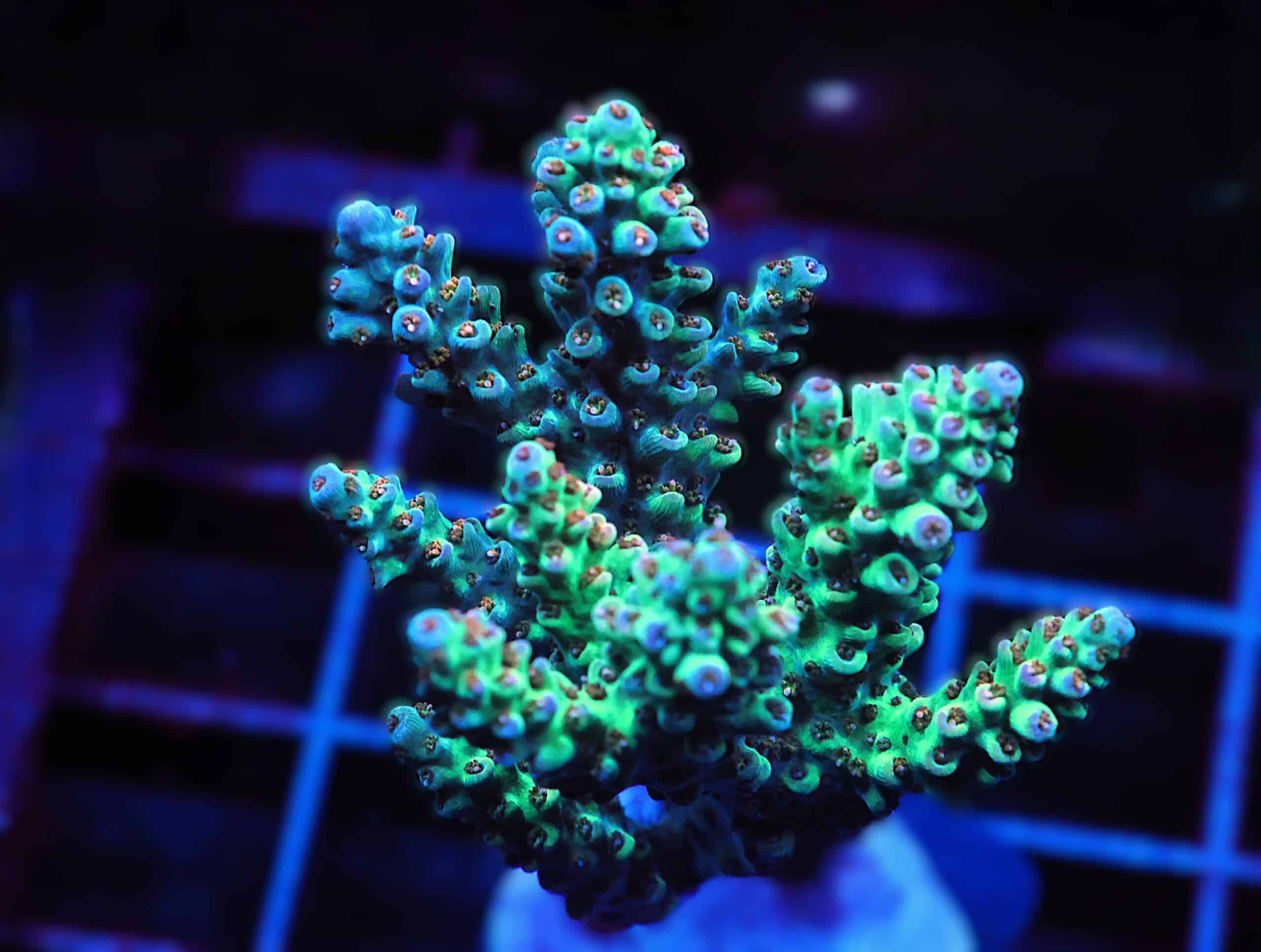 C123 - SDC ACROPORA ASST. PREMIUM CULTURED XX FRAG
