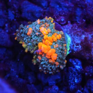 C125 - WWC SUNKIST BOUNCE RHODACTIS