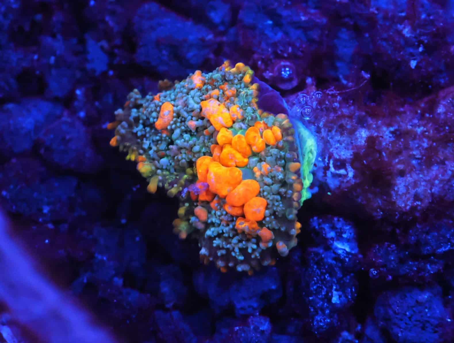 C125 - WWC SUNKIST BOUNCE RHODACTIS