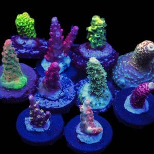 C129 - SDC ACROPORA PACK 10 PC