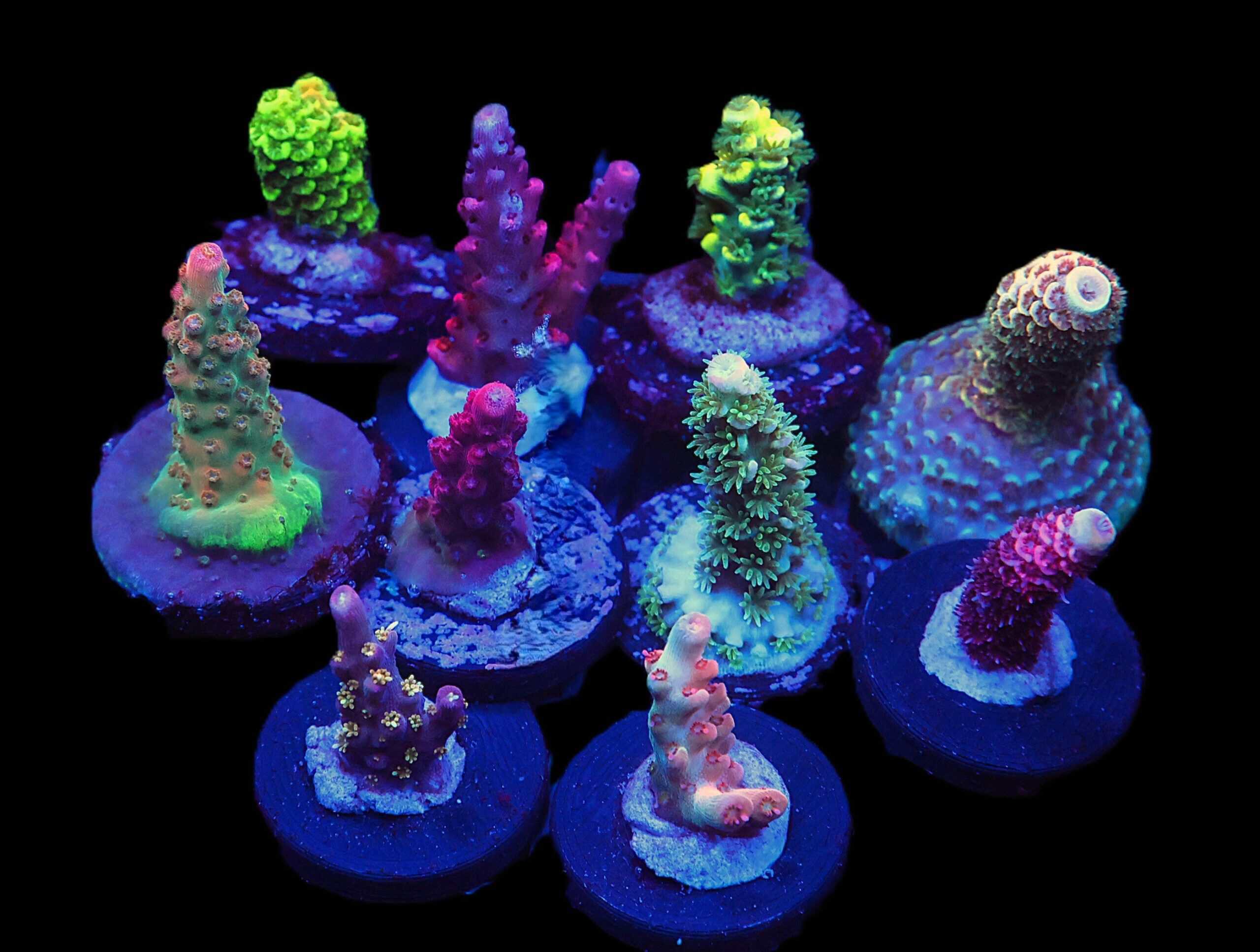 C129 - SDC ACROPORA PACK 10 PC
