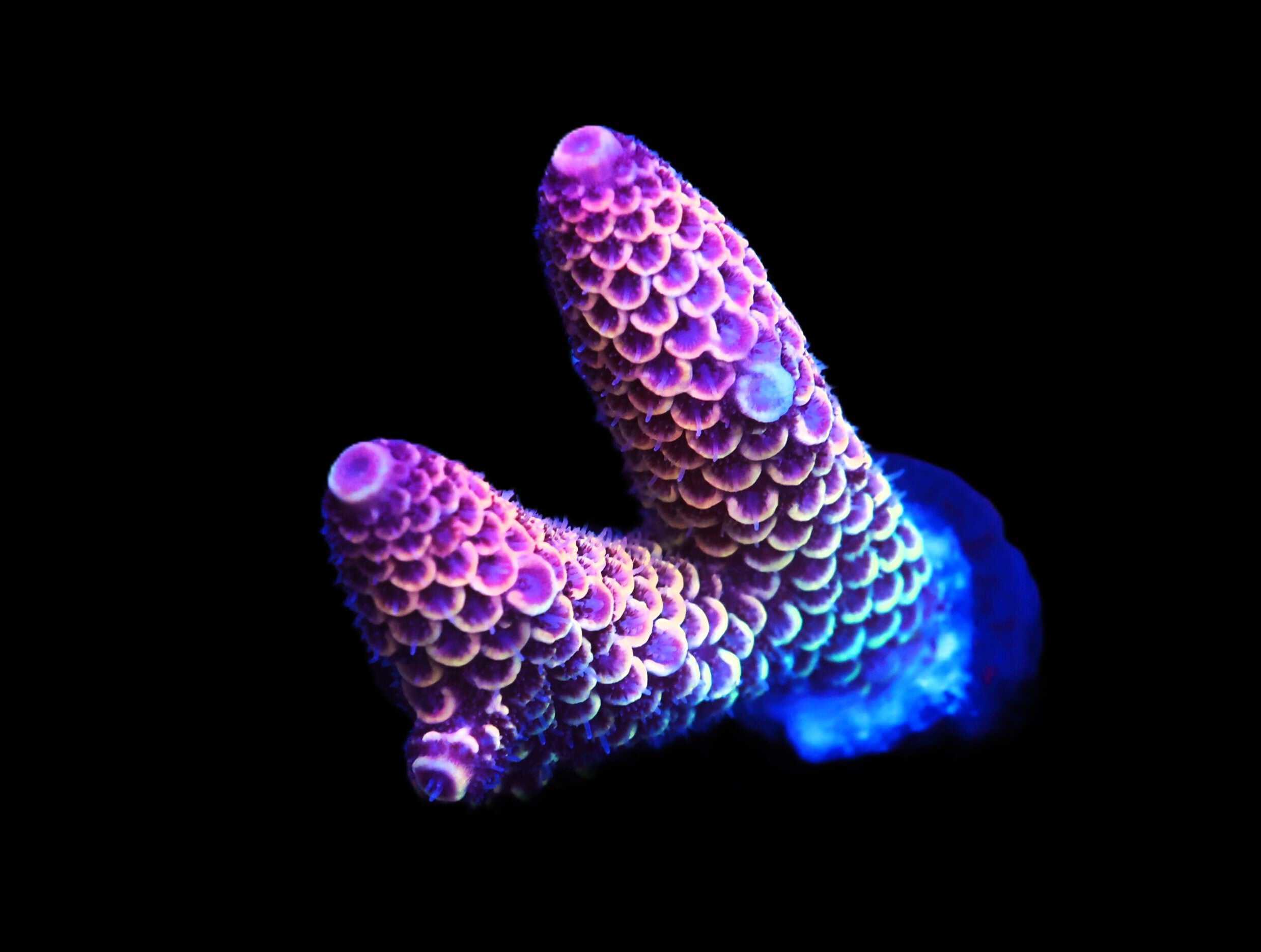 C147 - SDC ACROPORA ASST. PREMIUM CULTURED