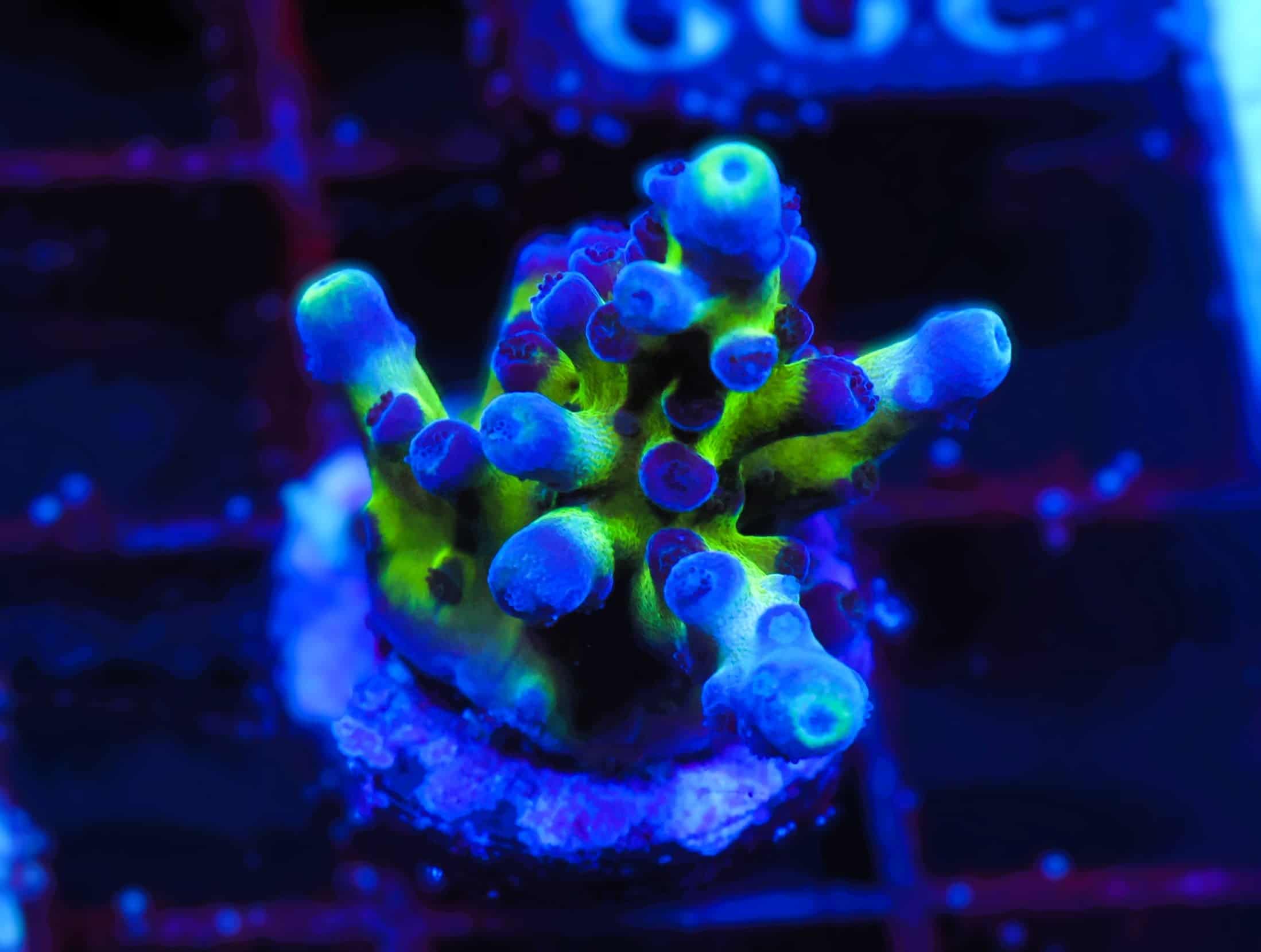 C299 - SDC AUS GOLD TORT ACRO