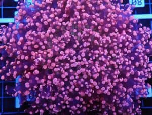 D02 - INDO FROGSPAWN WALL PEACH