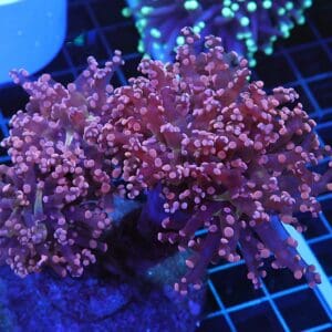 D113 - INDO FROGSPAWN BRANCH PEACH 3 HEAD