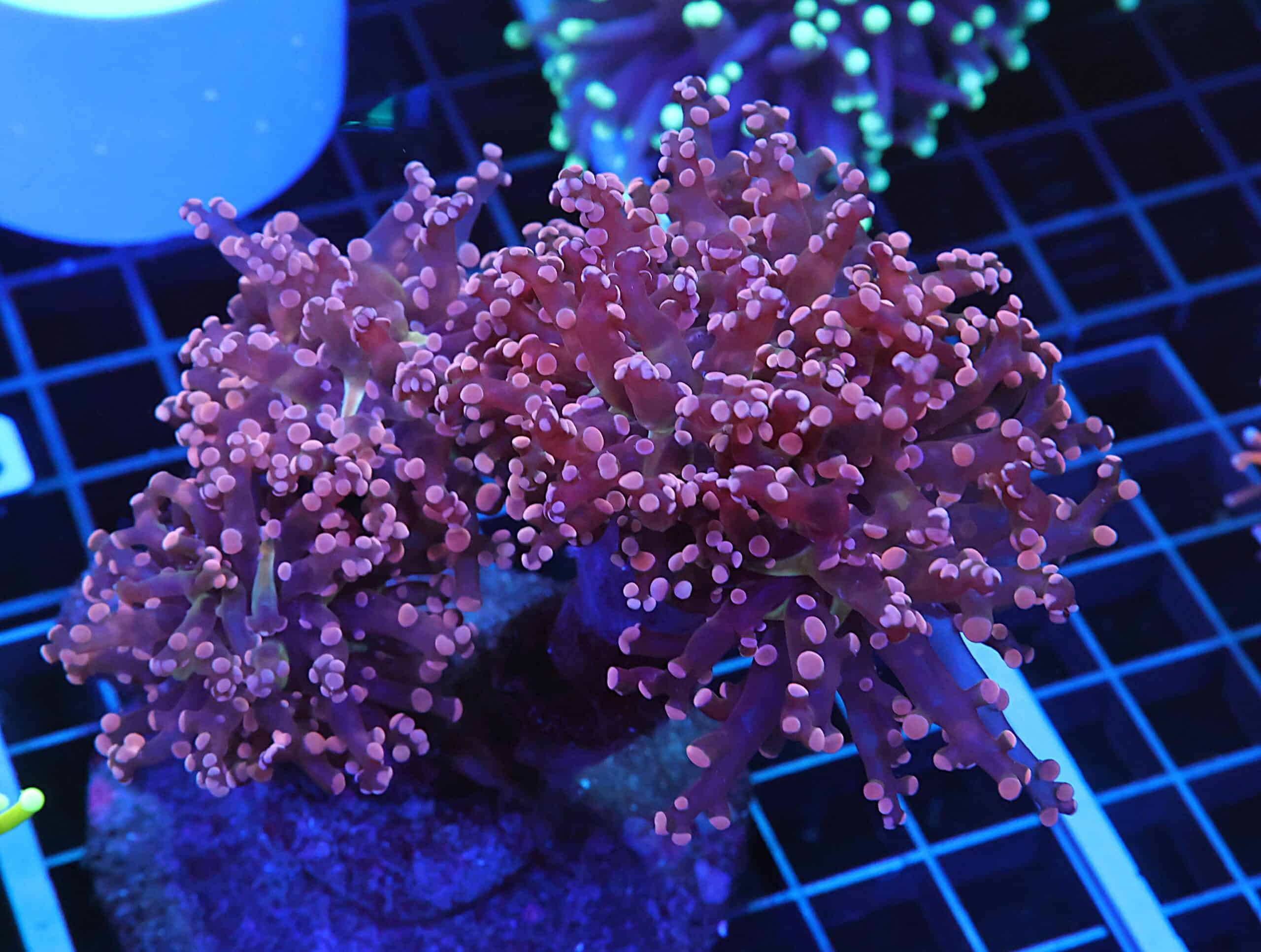 D113 - INDO FROGSPAWN BRANCH PEACH 3 HEAD