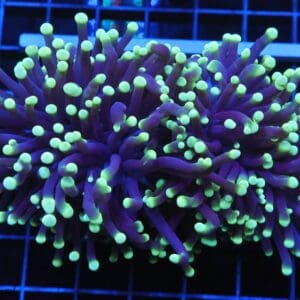D40 - AUSSIE TORCH GREEN TIP PURPLE 2 HEAD