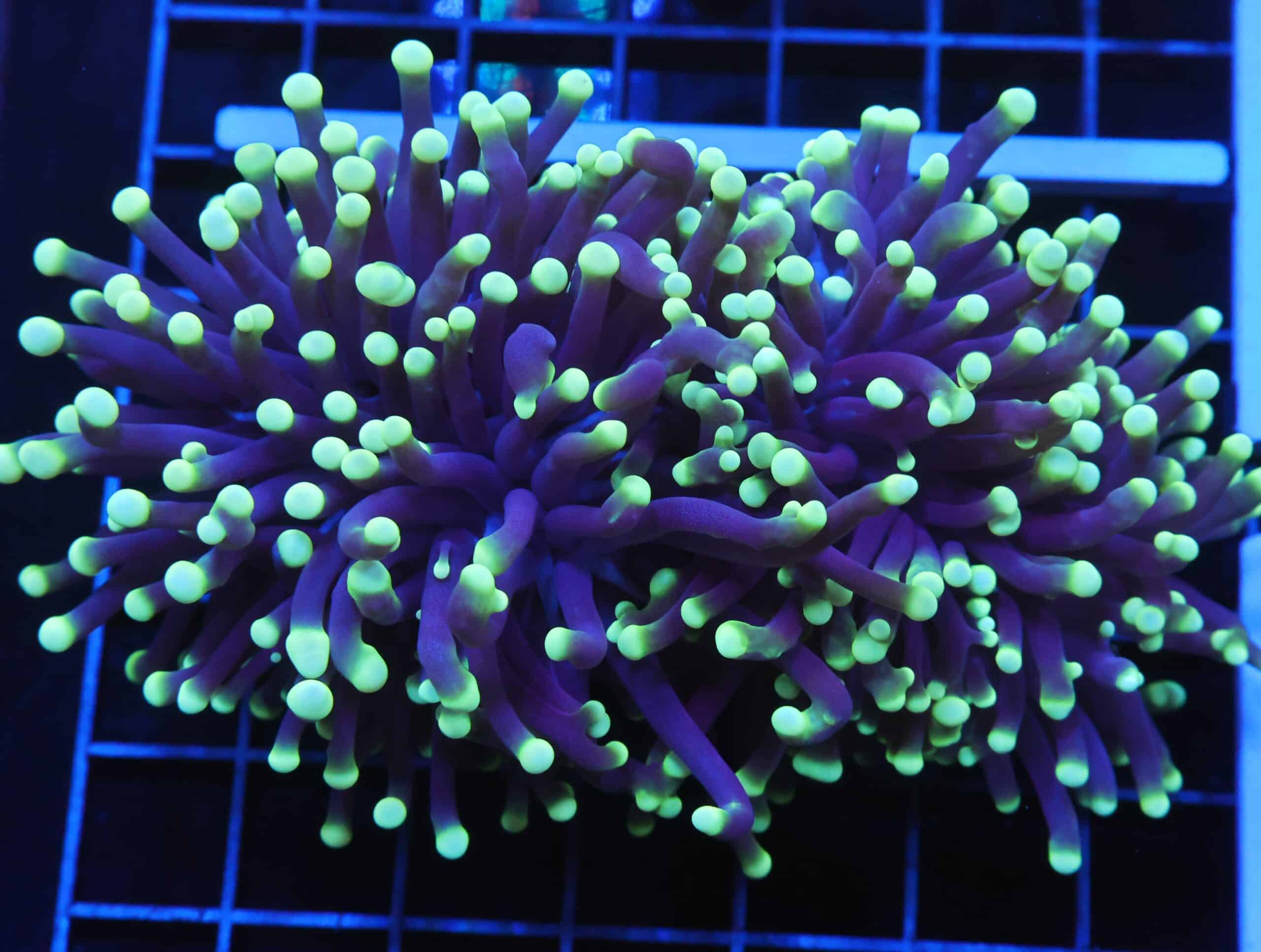 D40 - AUSSIE TORCH GREEN TIP PURPLE 2 HEAD