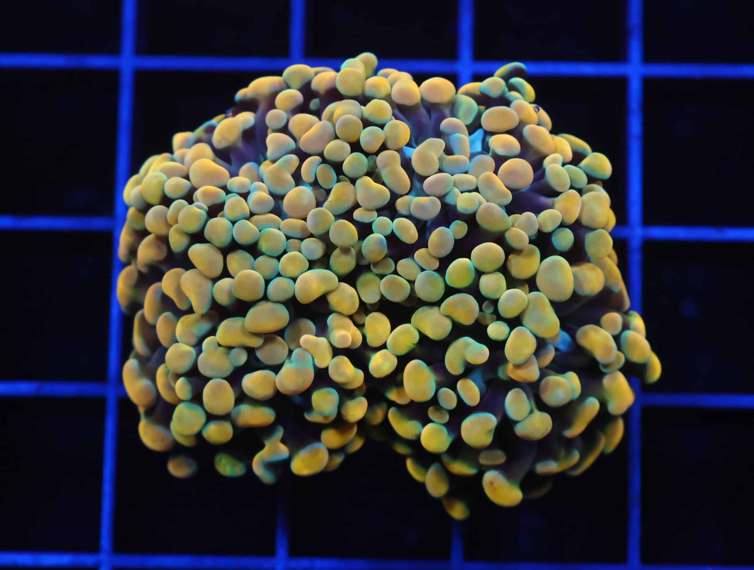 D52 - INDO FROGSPAWN BRANCH GAMMA RAY 2 HEAD