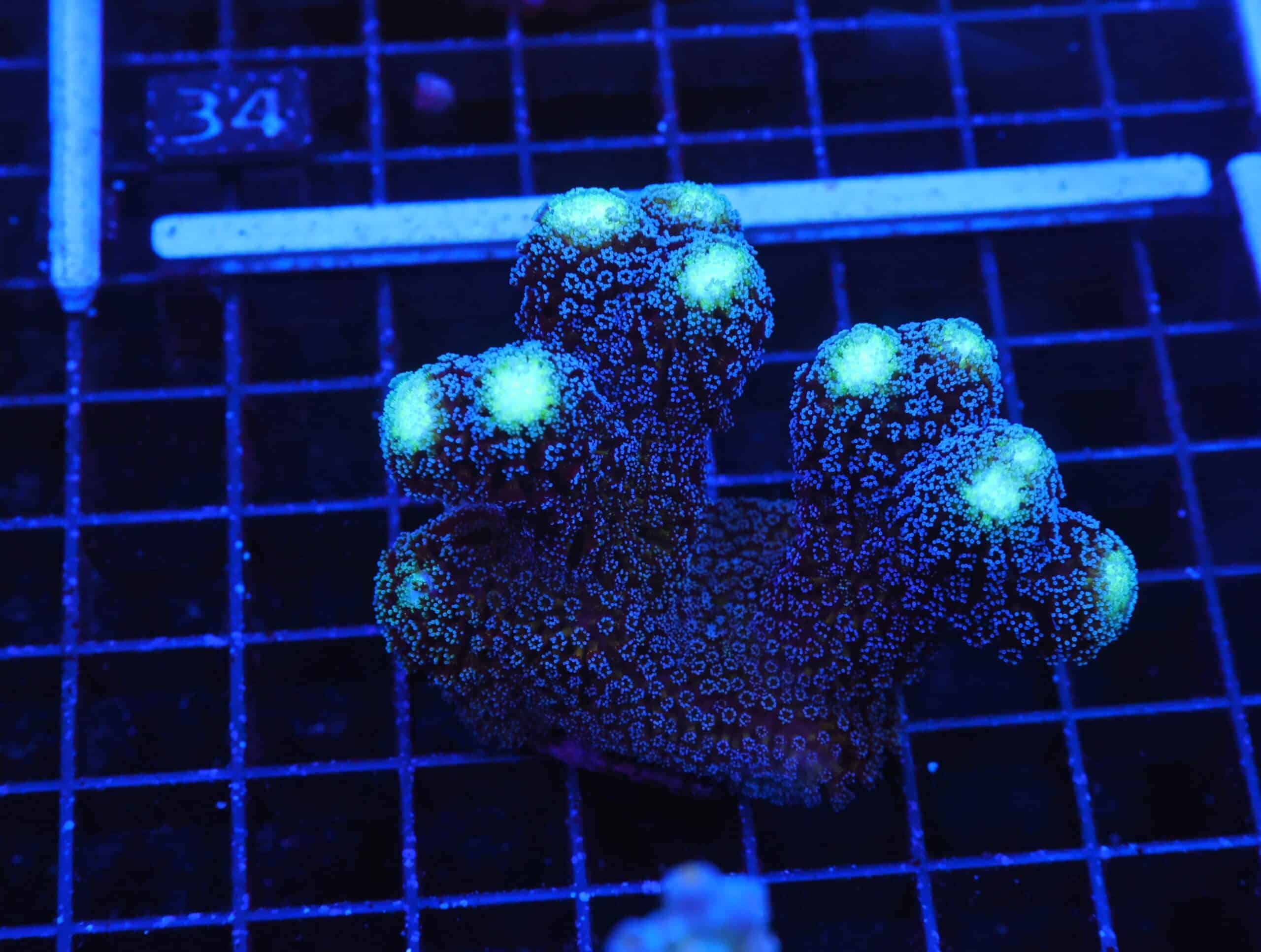 E29 - SDC PURPLE MILKA STYLOPHORA