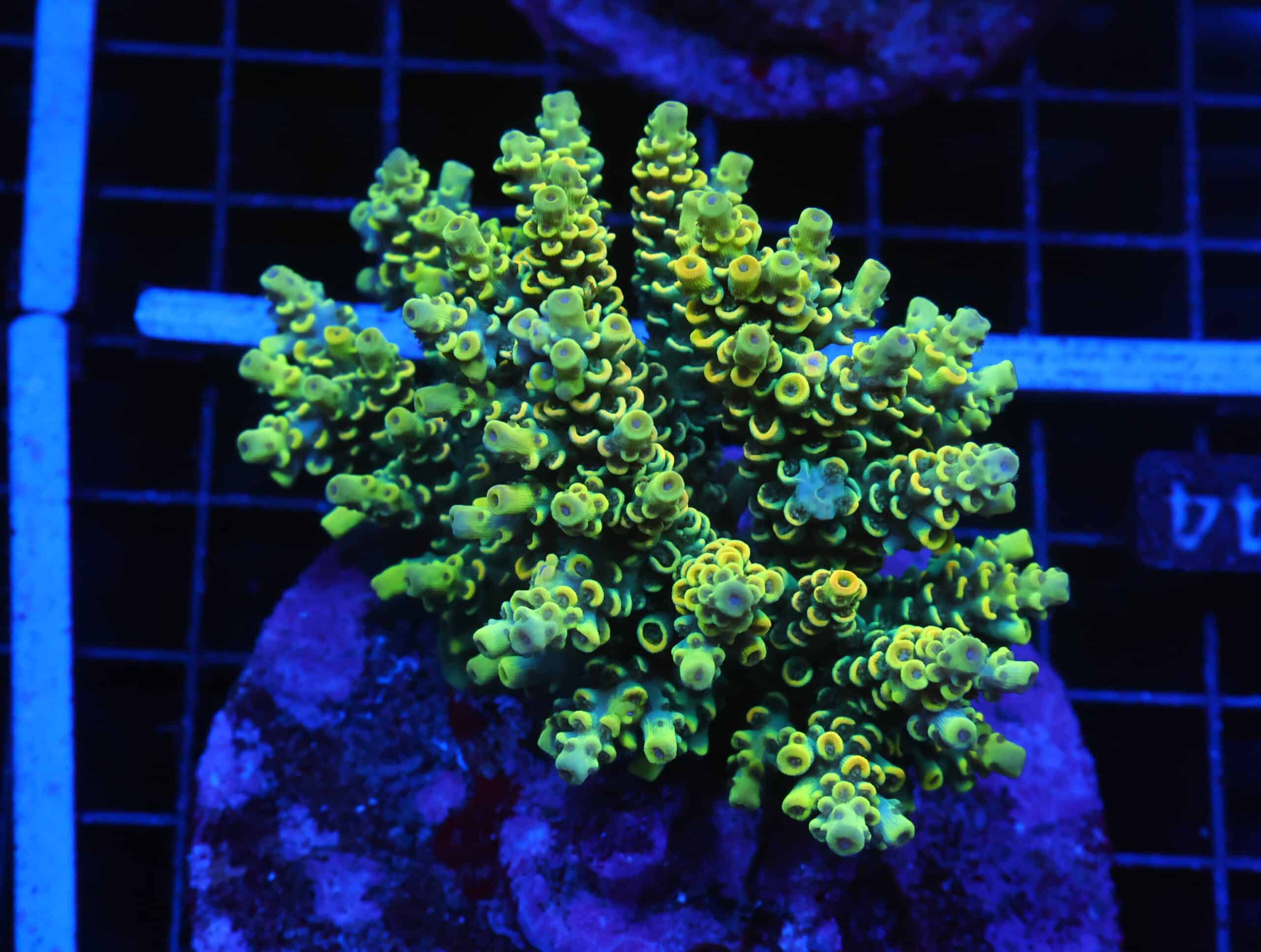 E44 - INDO ACRO YELLOW TENUIS CULTURED