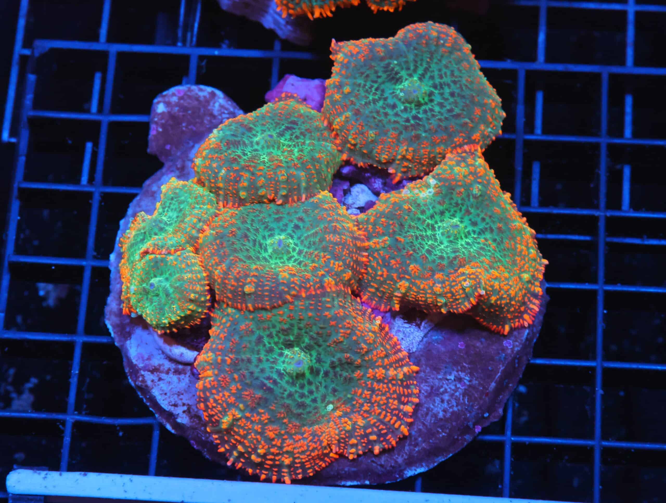 H30 - FOREST FIRE RHODACTIS MUSHROOM