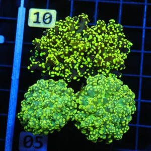 J05 -
