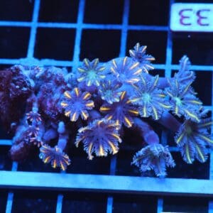 J33 -