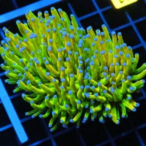 J41 - INDO TORCH GRAIL VARIANT 2 HEAD