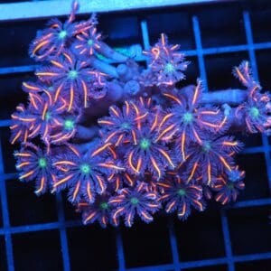 J53 - INDO GLOVE POLYP FIREWORKS