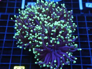 J67 - AUSSIE TORCH GREEN TIP PURPLE 3 HEAD