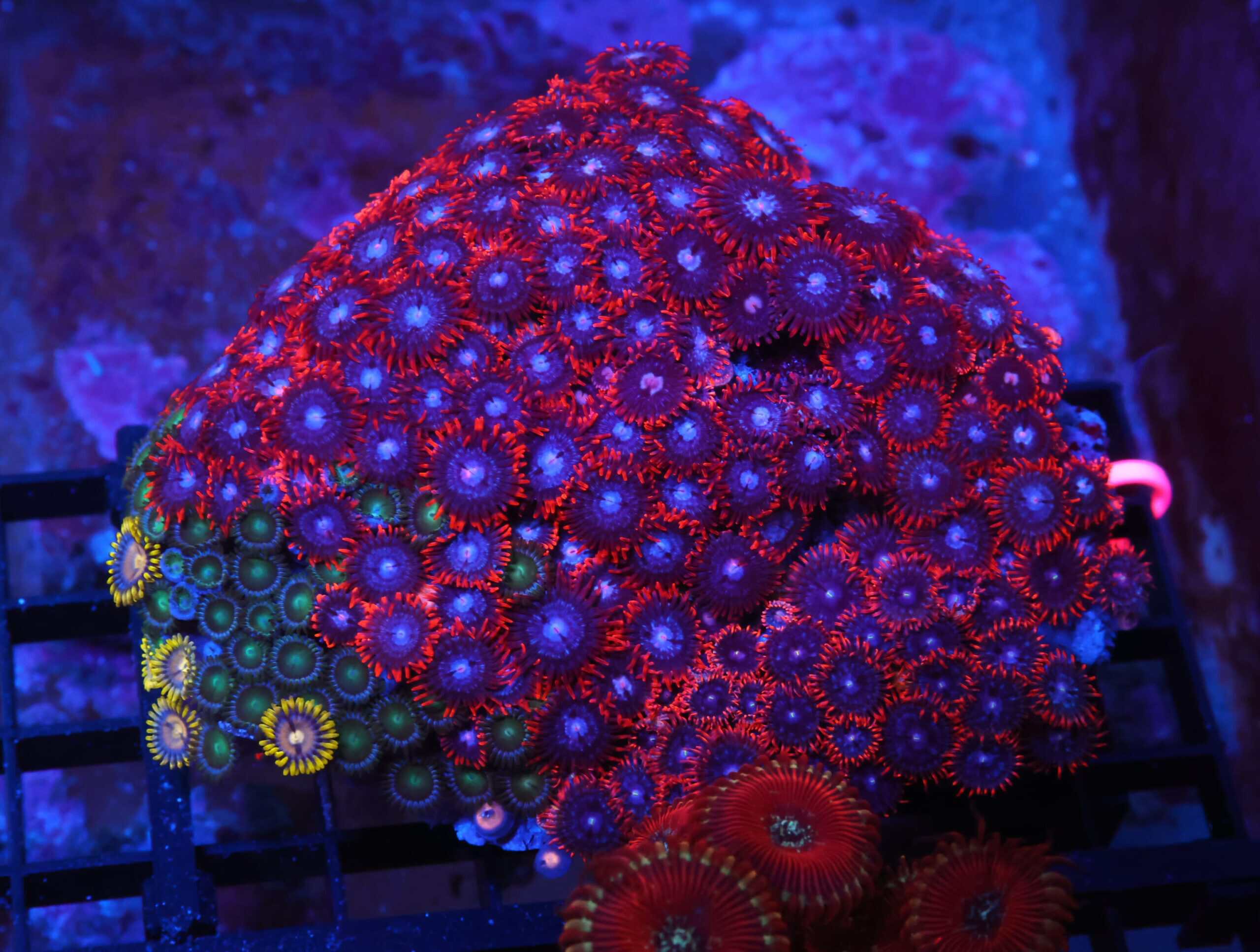 X140 - INDO COMBO ZOA ROCK