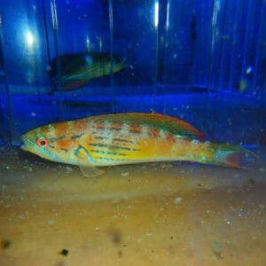 F02 - MADAGASCAR FLASHER WRASSE