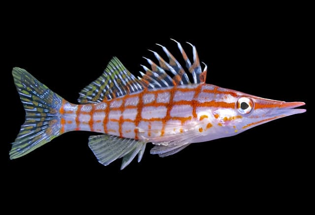 Longnose Hawk - Oxycirrhites typus