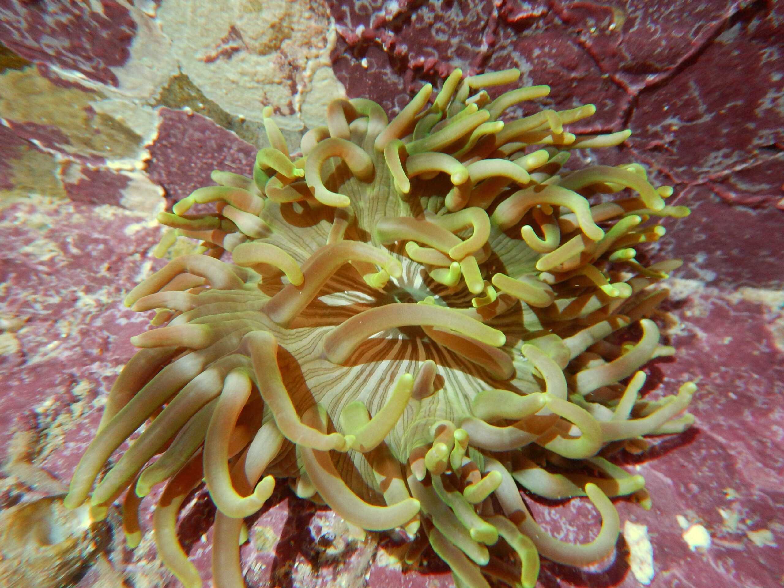 Long Tentacle Anemone; Colored- Macrodactyla doreensis