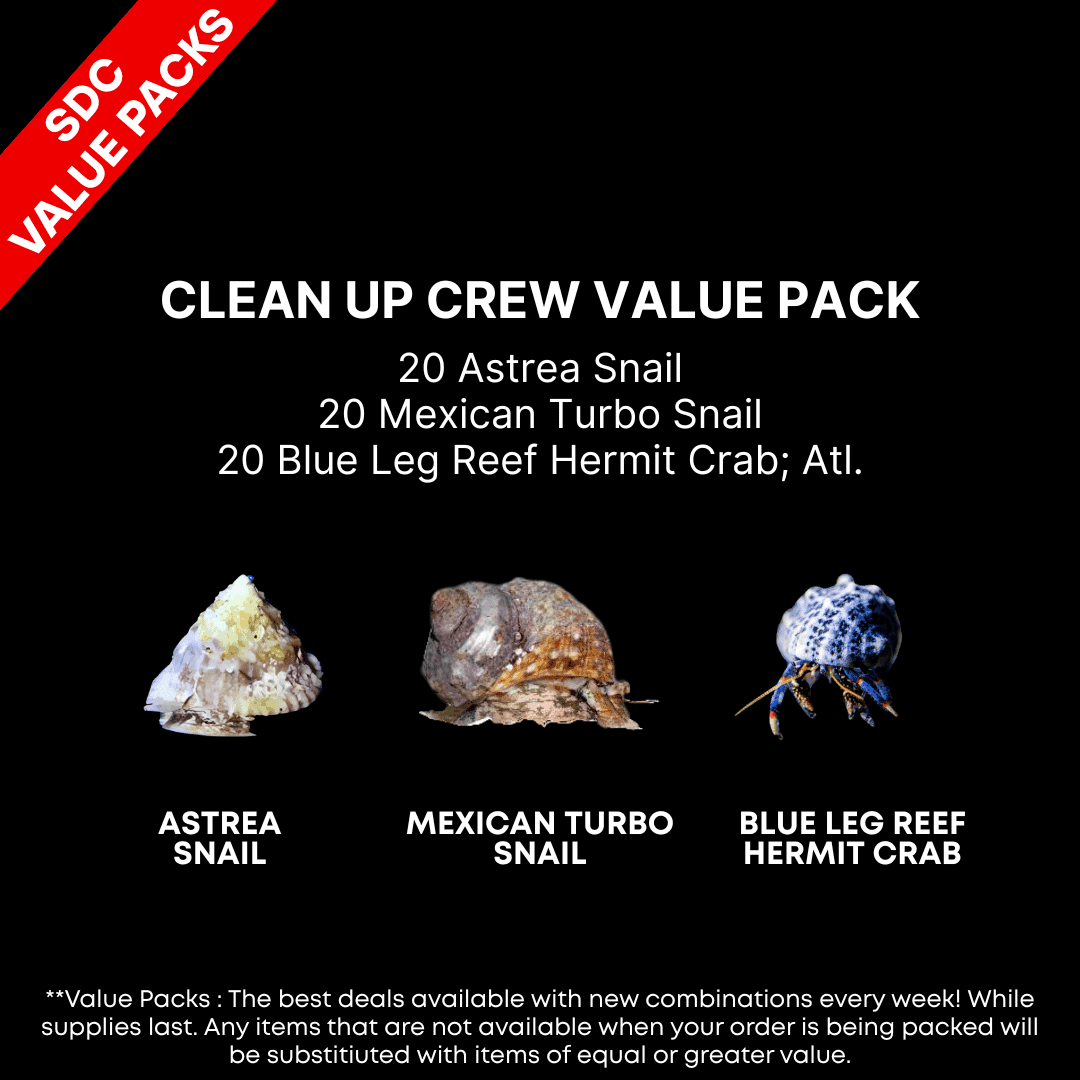 AAA: Clean Up Crew Value Pack