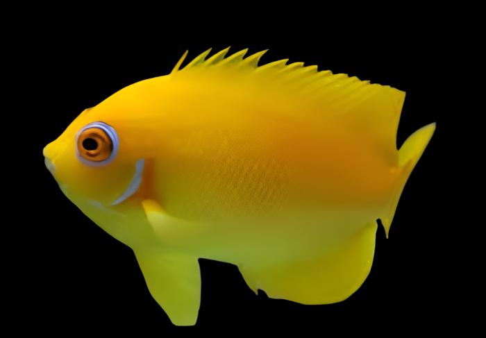 Lemonpeel Angel; Fiji - Centropyge flavissima