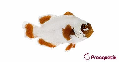 Maroon Clown; Gold Nugget; Captive Bred. - Premnas biaculeatus
