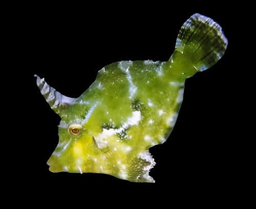 File: Aiptasia Eating