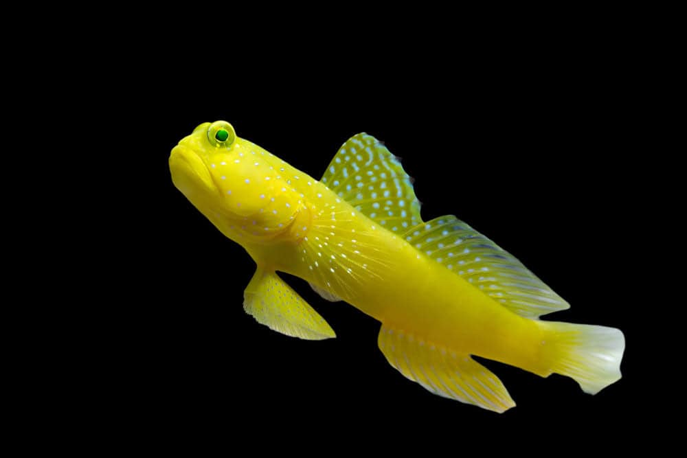 Goby: Yellow Watchman