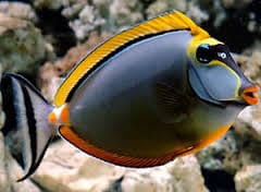 Blonde Naso Tang - Naso elegans