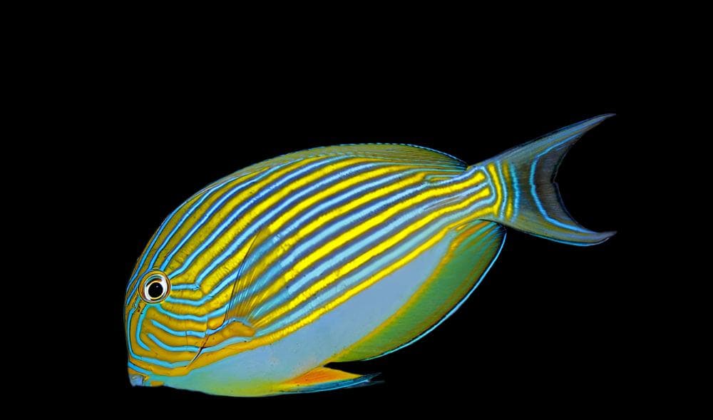 Clown Tang - Acanthurus lineatus