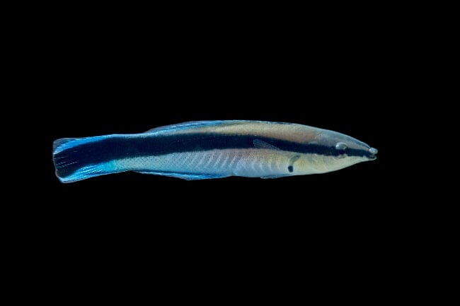 Cleaner Wrasse - Labroides dimidiatus